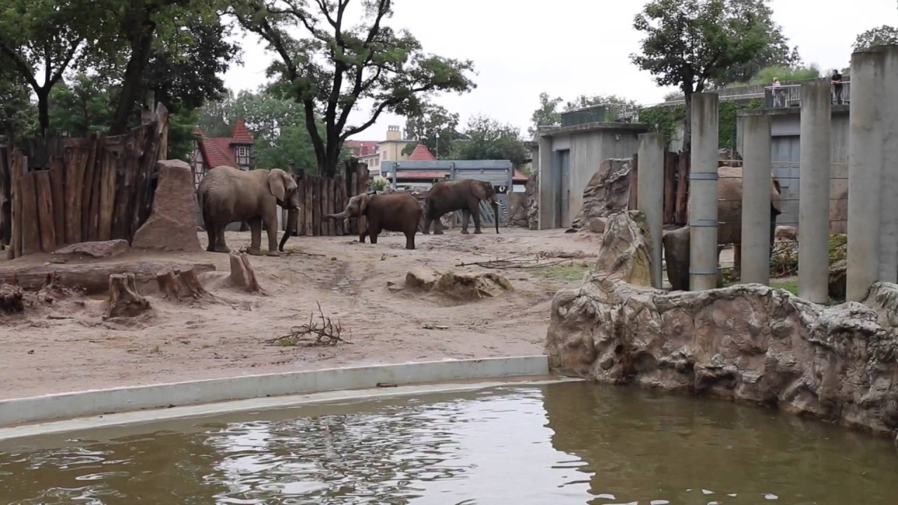 Impressionen aus dem Elefantenhaus Zoo Halle - Bergzoo Halle