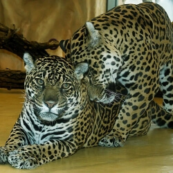 Gerade Raubtiere wie diese beiden 15-jährigen Jaguare im Bergzoo Halle zeigen in Zoos eine deutlich höhere Lebenserwartung als in der Natur.