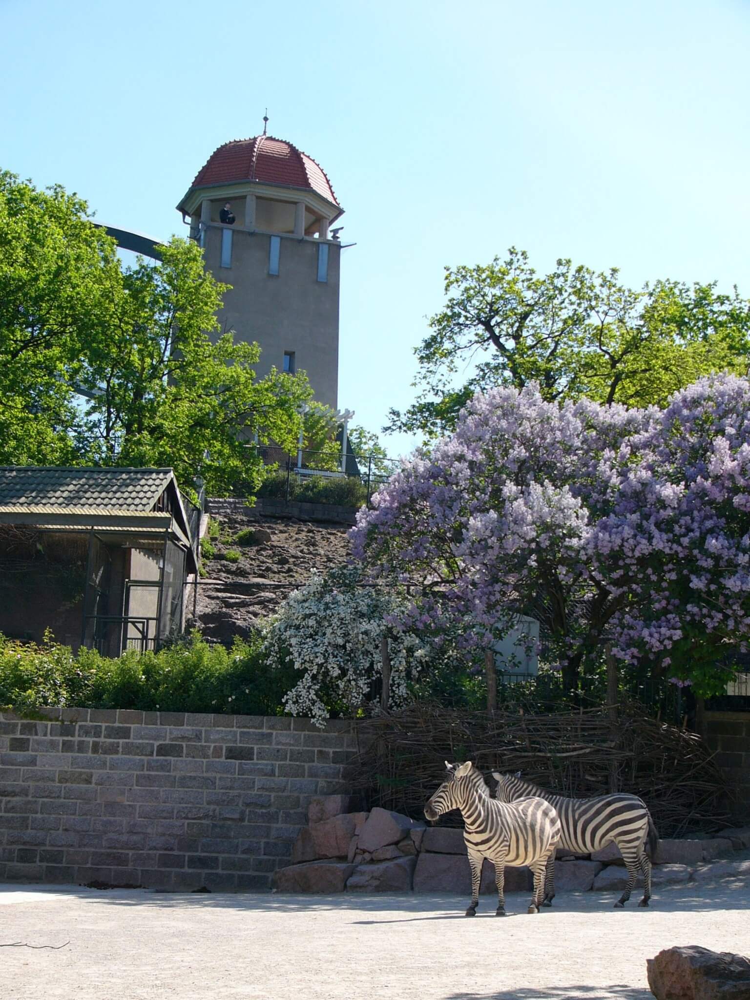 Fliederblütenzeit Zooturm Und Zebraanlage