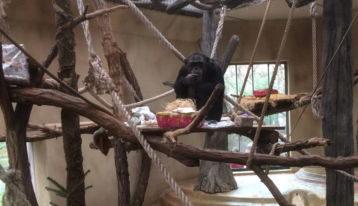 Tierische Bescherung Bild 2