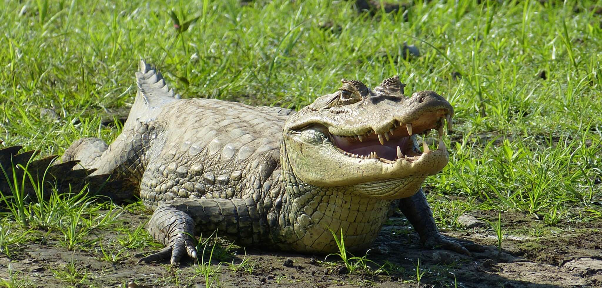 Costa Rica – Krokodil