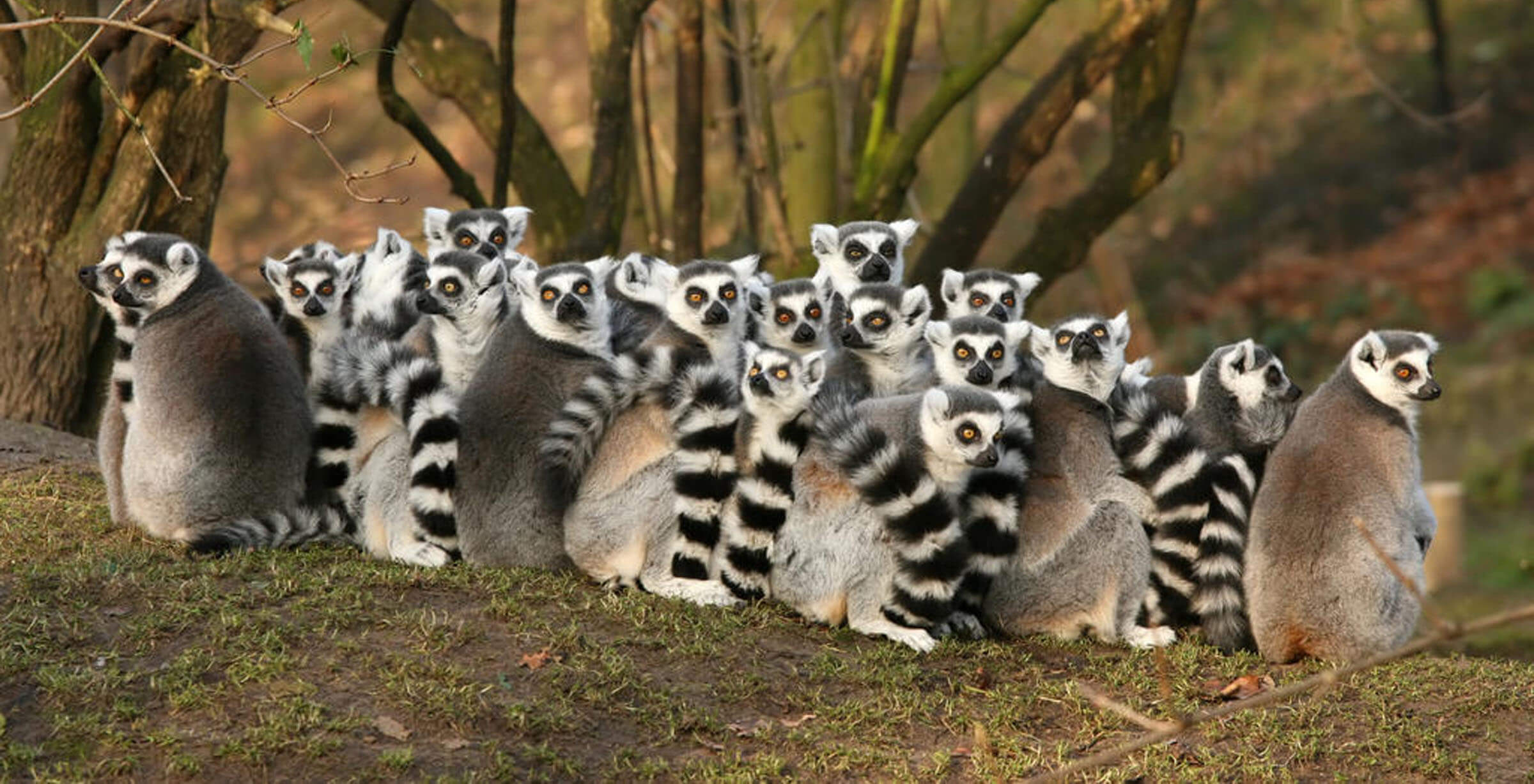Madagaskar Lemuren