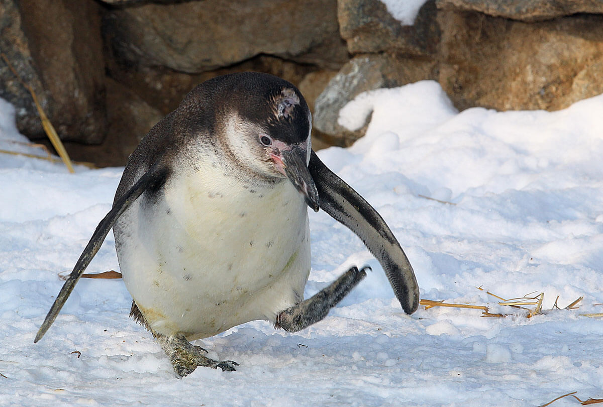 Humboldtpinguine im Bergzoo Halle frieren