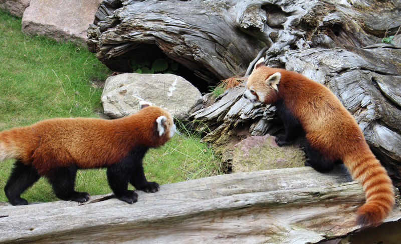 Pandanachwuchs Artikelbild 2