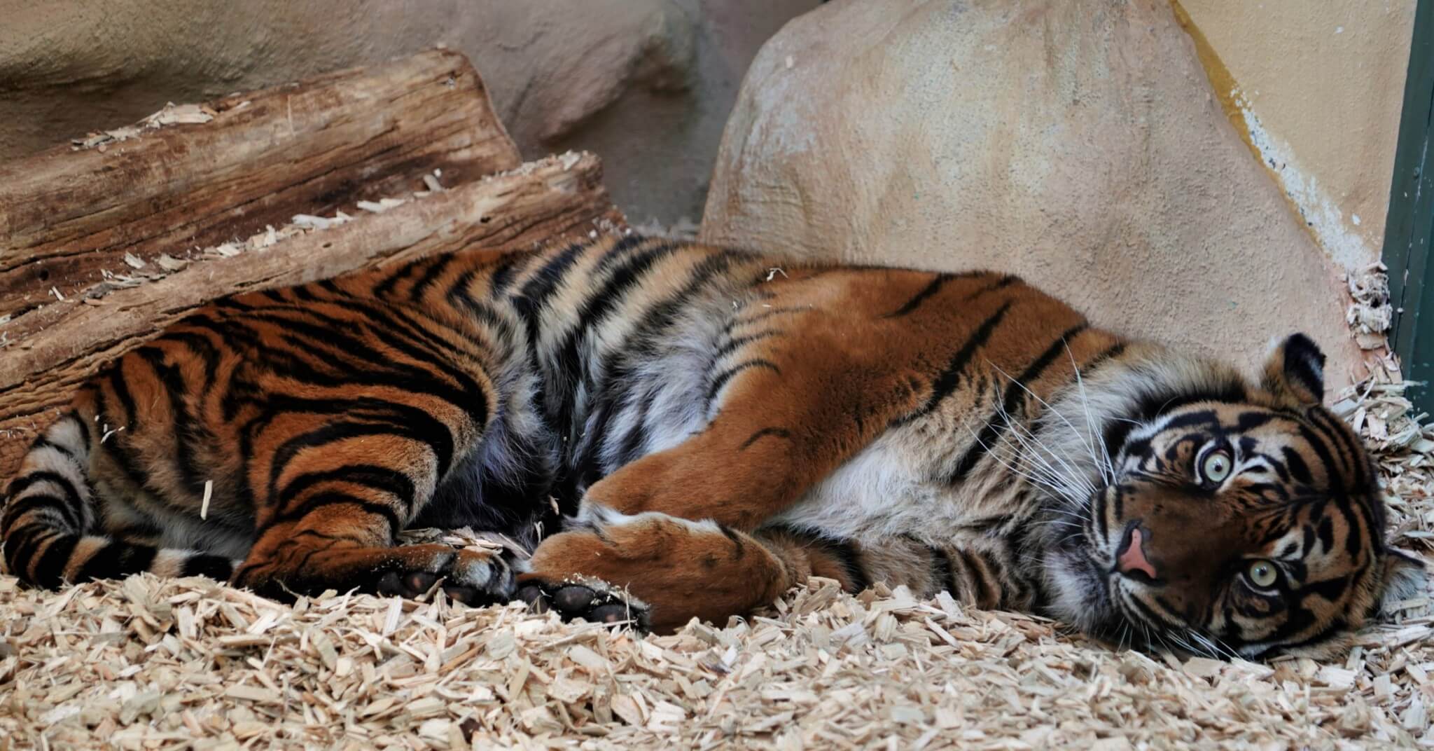 Artikelbild 1 Neu Im Zoo Tiger