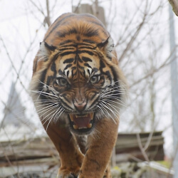 Bühnenbild Neu Im Zoo Tiger