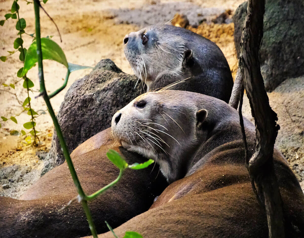 Riesenotter