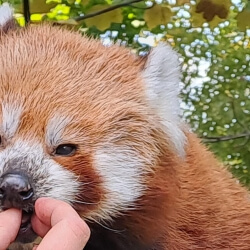 Bühnenbild Tierkontakte Zugeschnitten