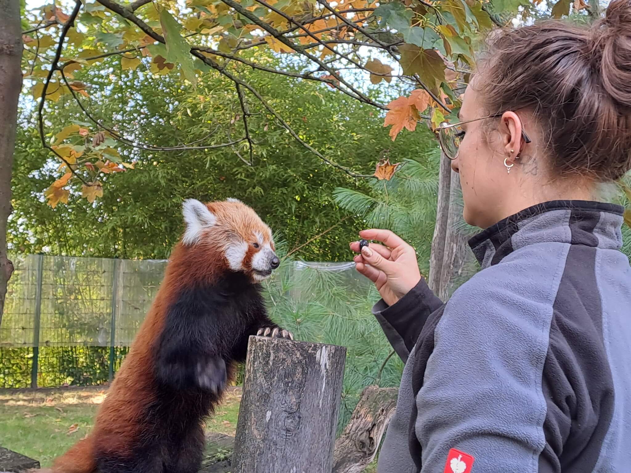 Fütterungszeiten Panda