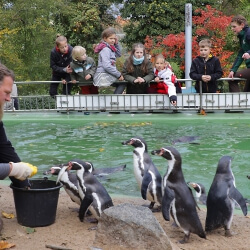 Fütterungszeiten Pinguin