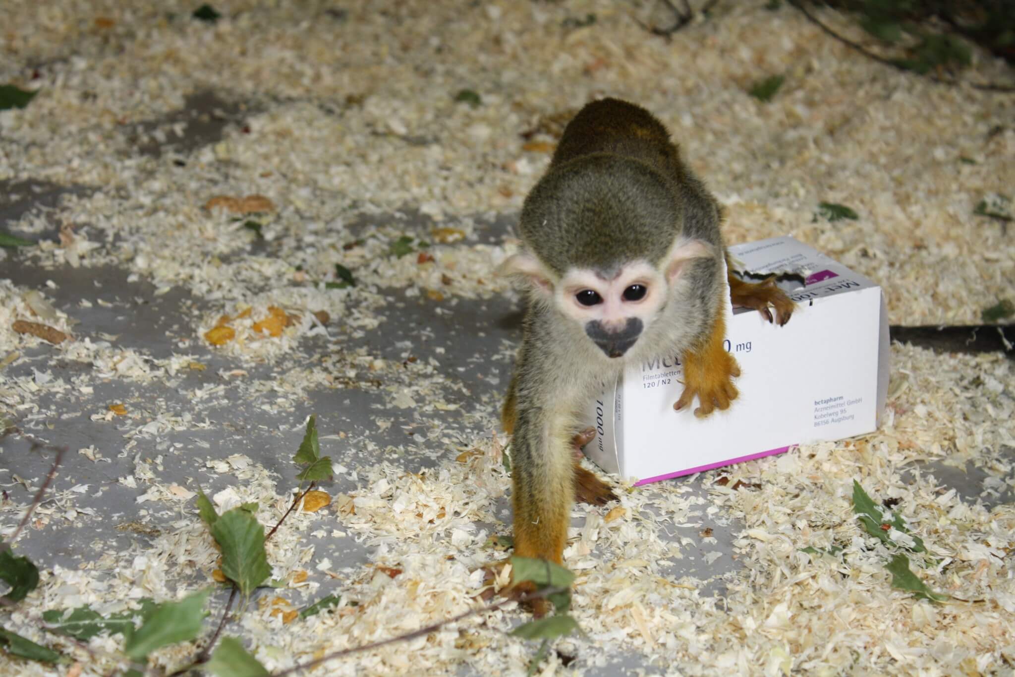 Artikelbild 2 Tierische Bescherung