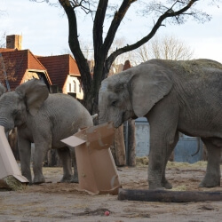Bühnenbild Tierische Bescherung