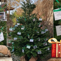 Wunschbaum Aktion 2025