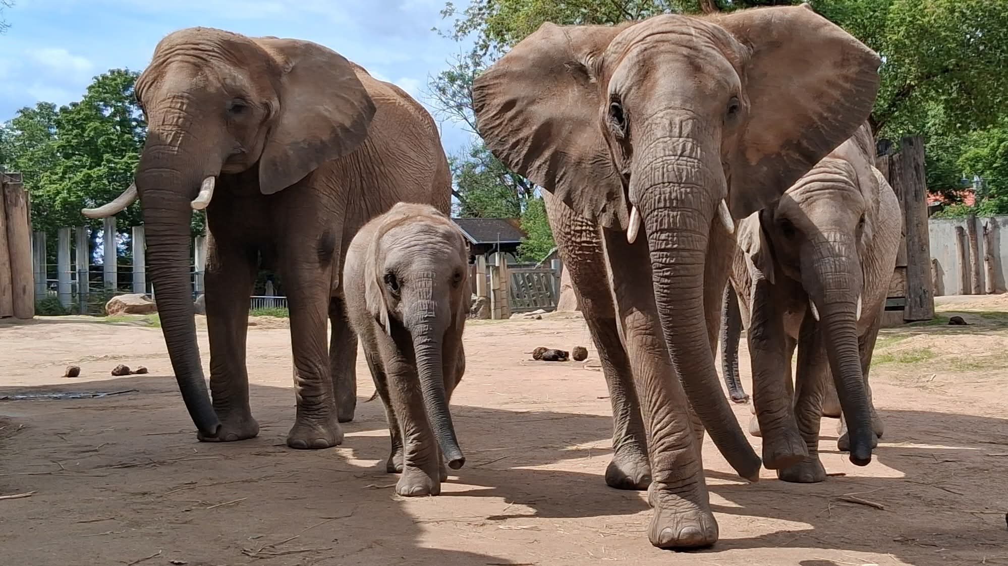 Frühlingserwachen Artikelbild 2 Elefanten