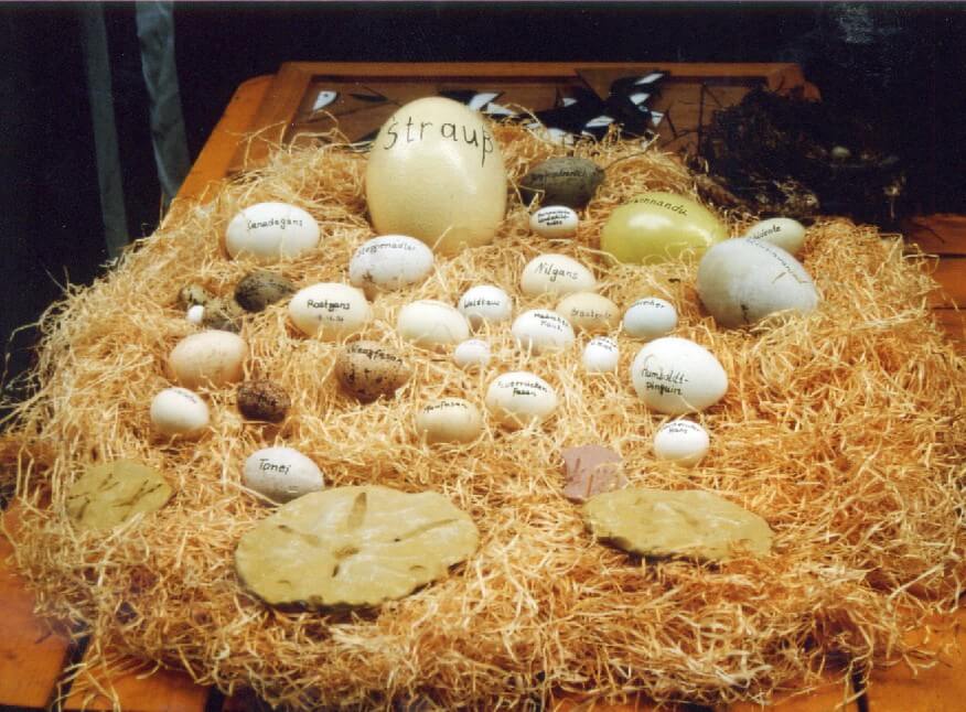 Osterferienprogramm Artikelbild 2 Eierstand