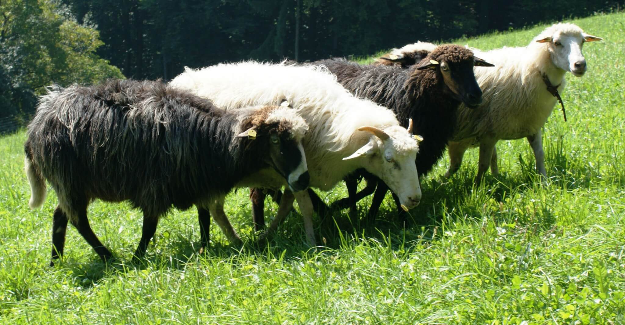 Osterferienprogramm Artikelbild 3 Schafe