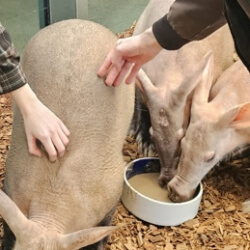 Tierkontakt Erdferkel Bühnenbild