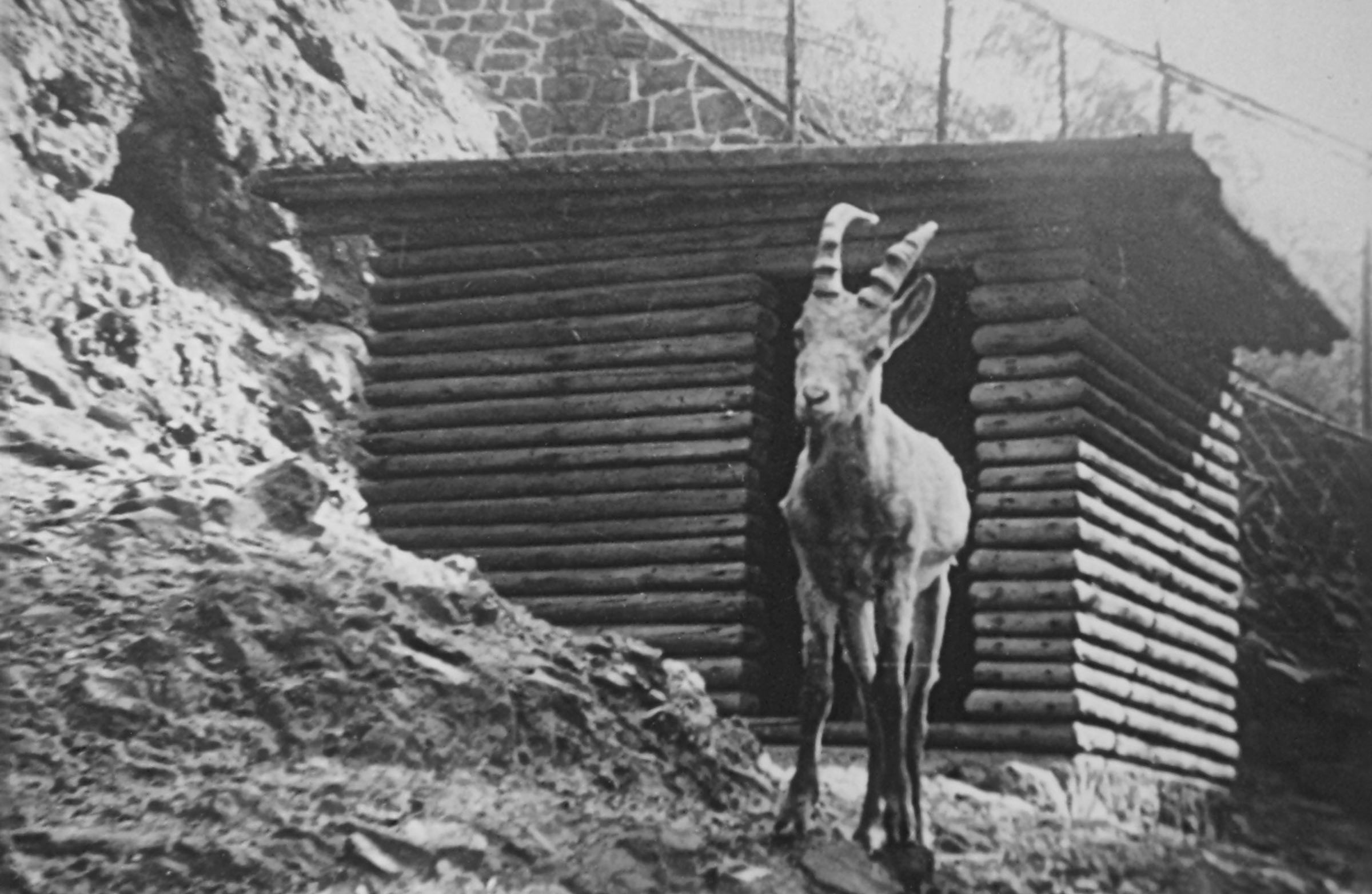 Historische Steinbockanlage